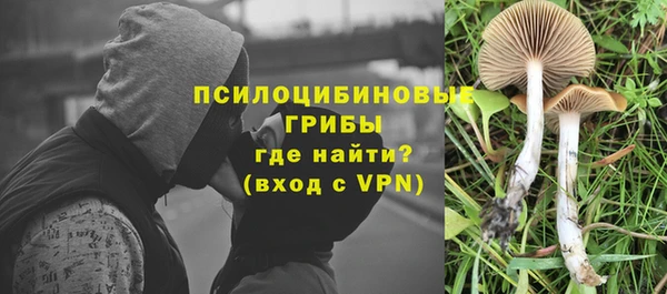 спайс Гвардейск